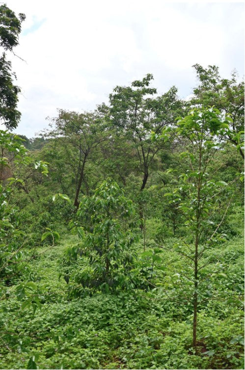 Ethiopia Single Origin Coffee – Yirgacheffe, Kefyalew Obese - 3 Arrows Coffee