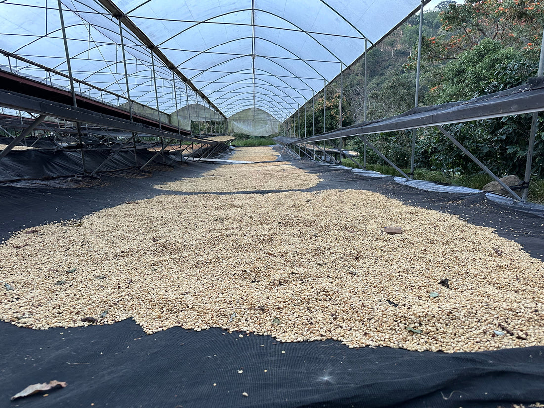 Does Coffee Have Mold? | 3 Arrows Coffee Co.