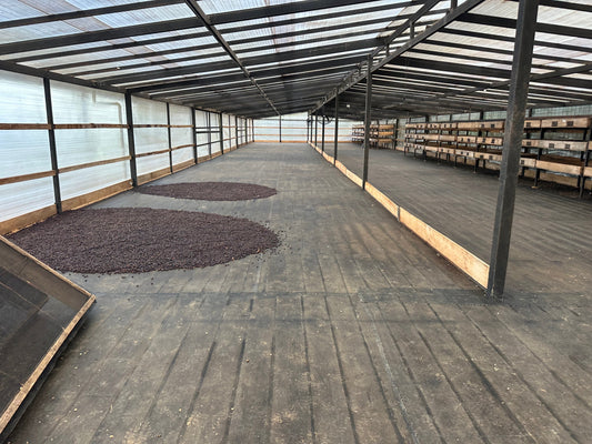 What is Natural Process Coffee? | 3 Arrows Coffee Co.